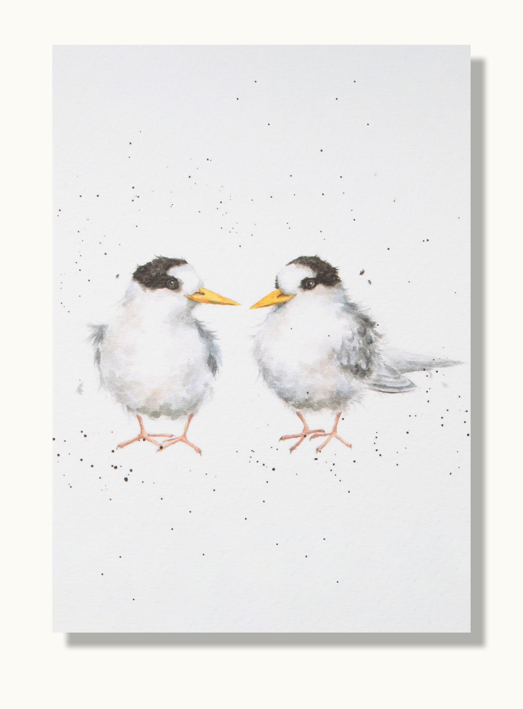 Fairy Tern Greeting Card