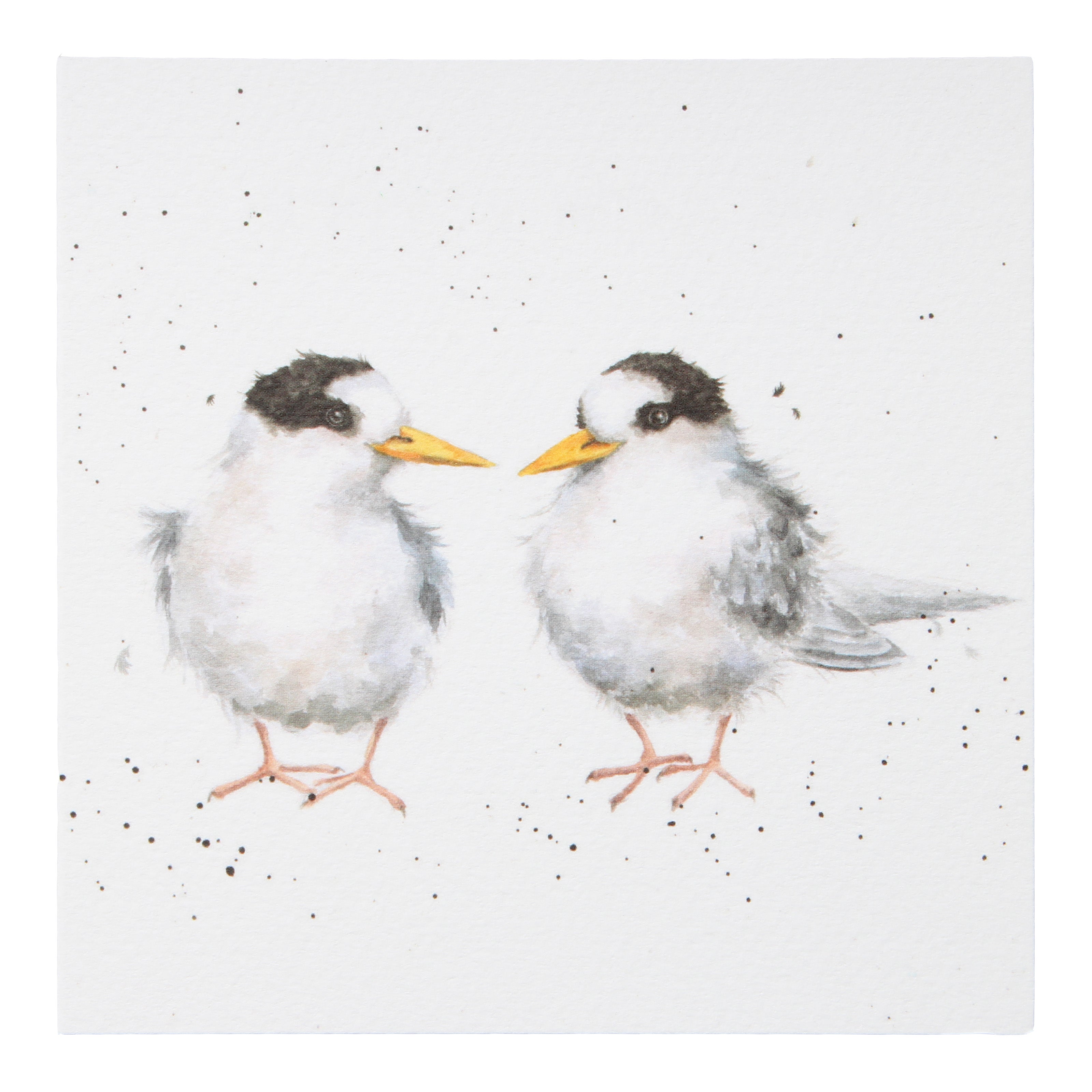 Fairy Tern Greeting Card