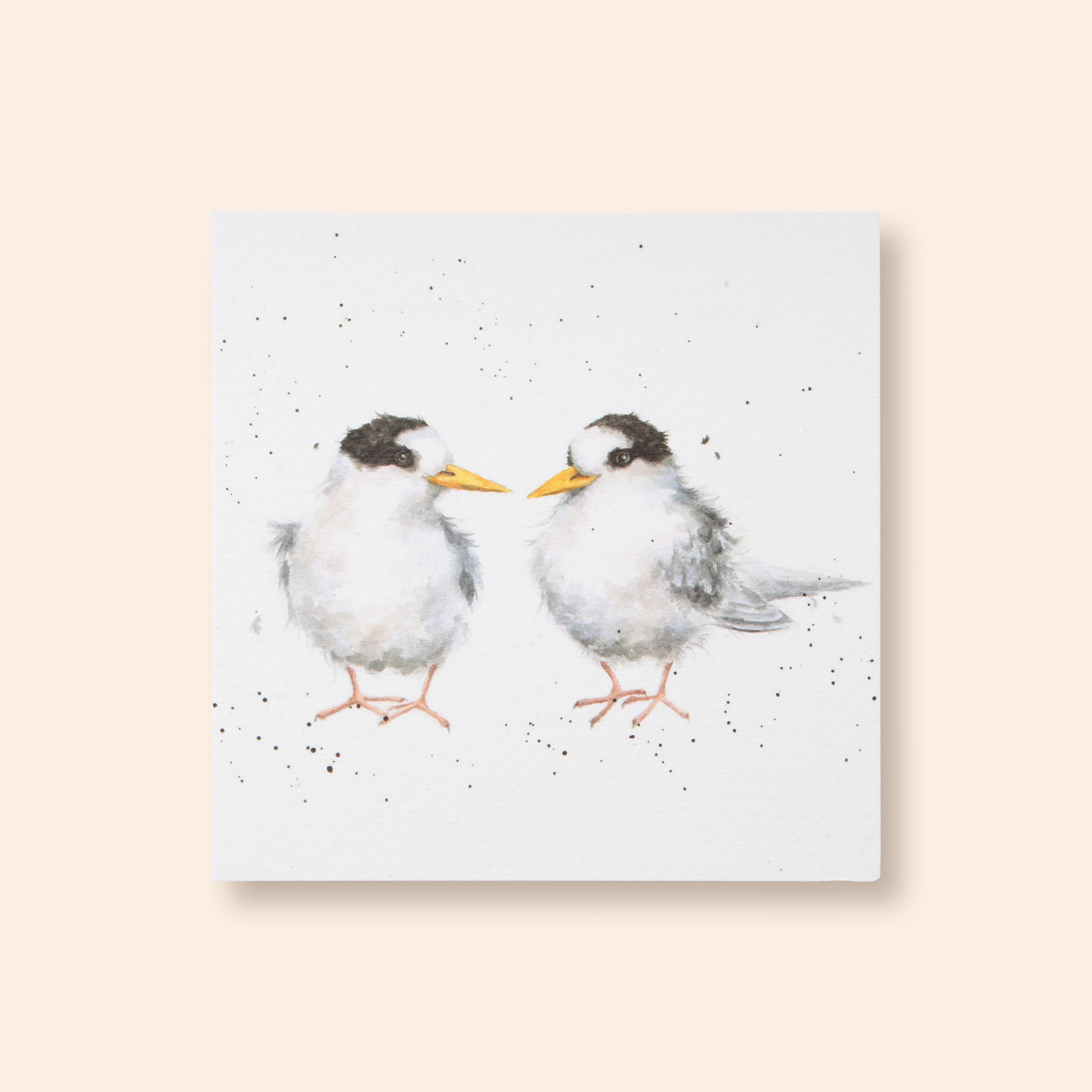 Fairy Tern Greeting Card