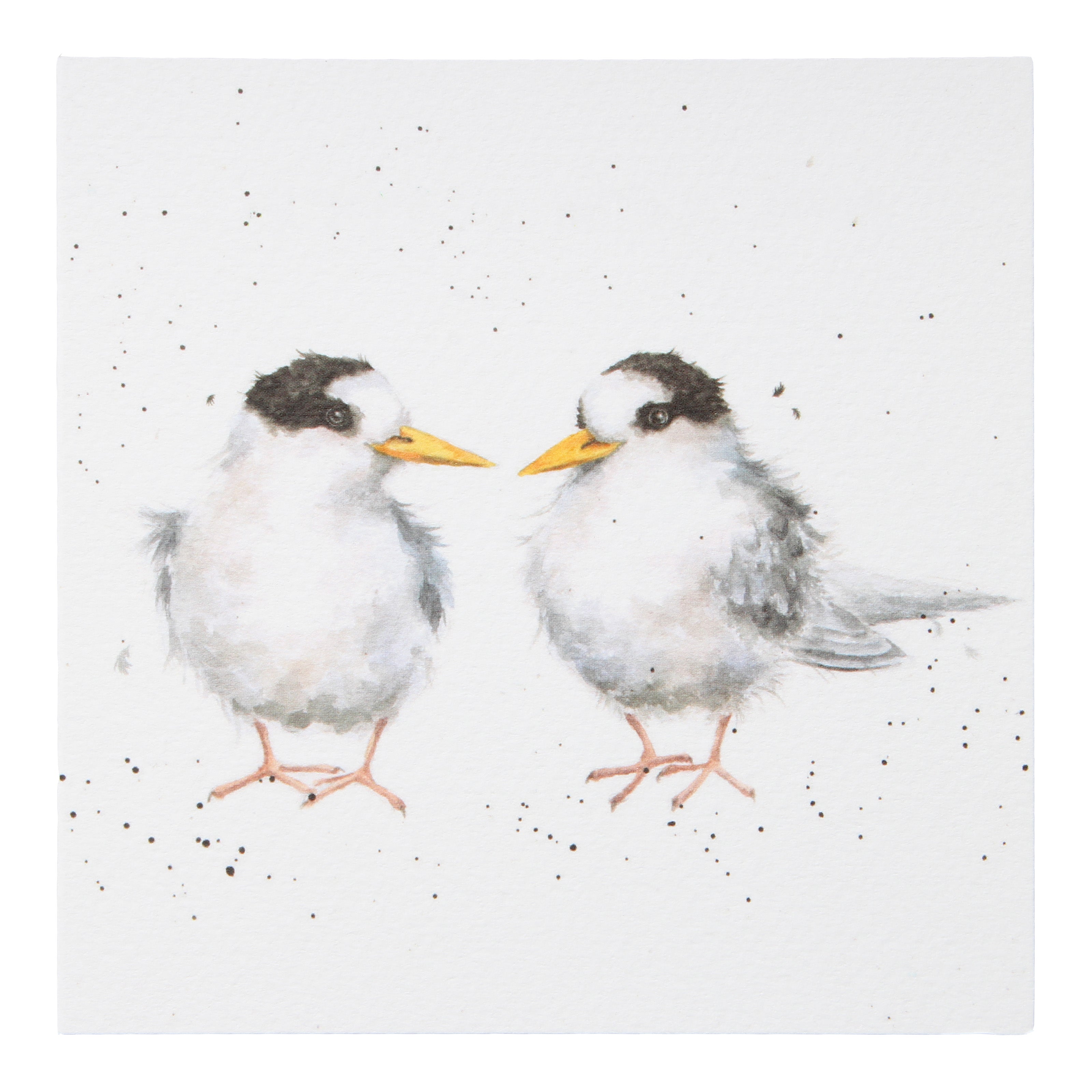 Fairy Tern Greeting Card (cart only)